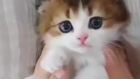 😍😍Cute cat in my hand😘😘