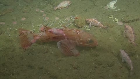 Exploring Life on the Deep Sea Floor