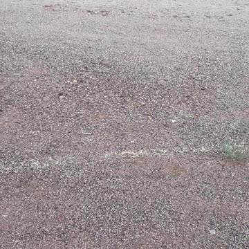 Ant . . . lucky times