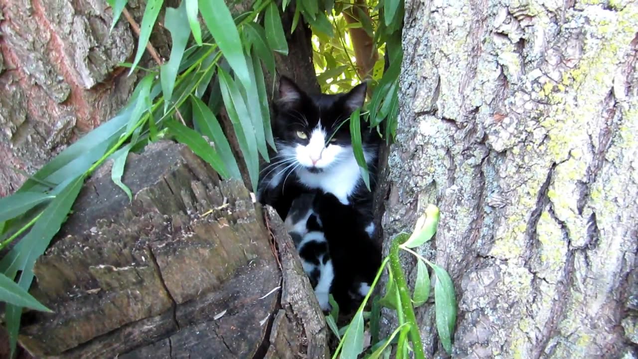 Kitties In A Tree