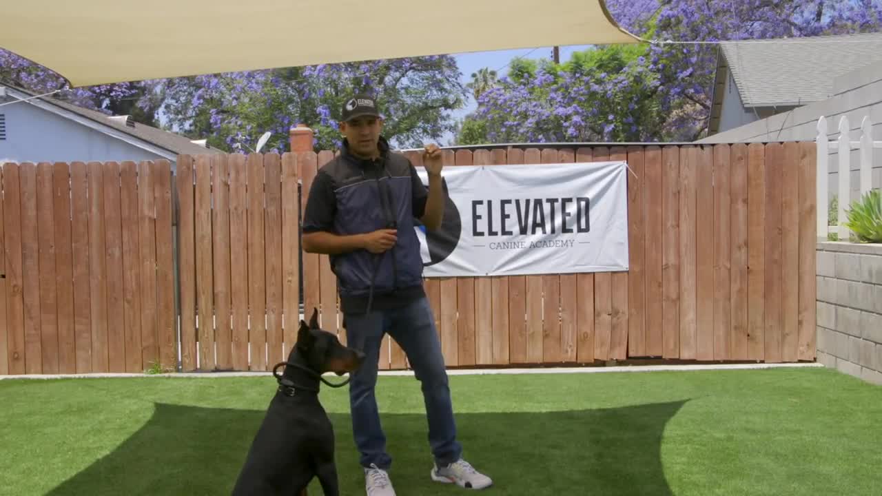 DOG TRAINING FUNDAMENTALS: EPISODE 3