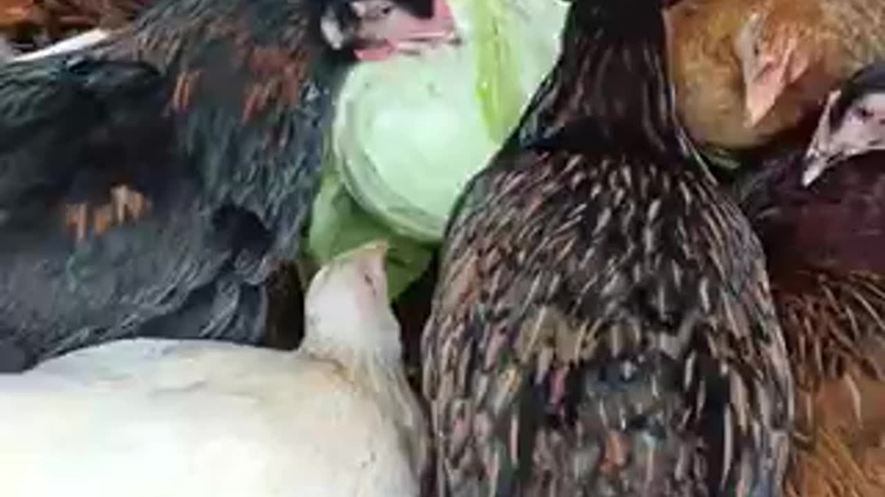 Amazing chicken 🍗 trending video