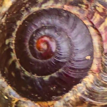 Snail with shell in close-up / beautiful animal.