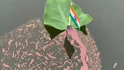 Indian flags floats on water