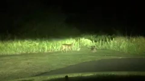 Deer in my driveway