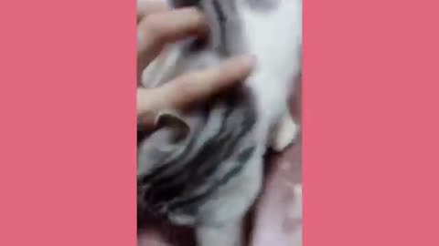 Amazing Amazing Videos