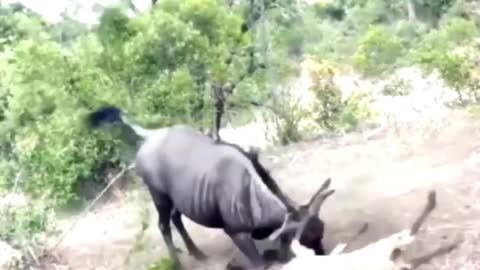 Anxious wildebeest mum helps injured baby get up quickly