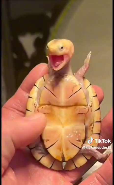 Happy Turtle