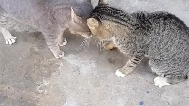 cat funny video