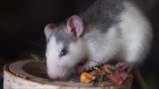 Hamster Eating