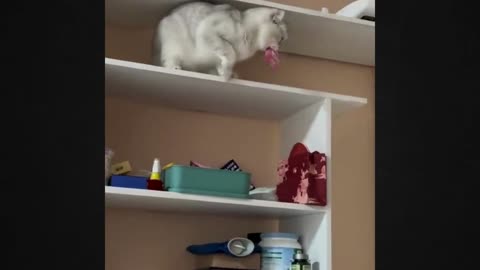 The Kitten's Intelligence Will Blow Your Mind - See His Level!