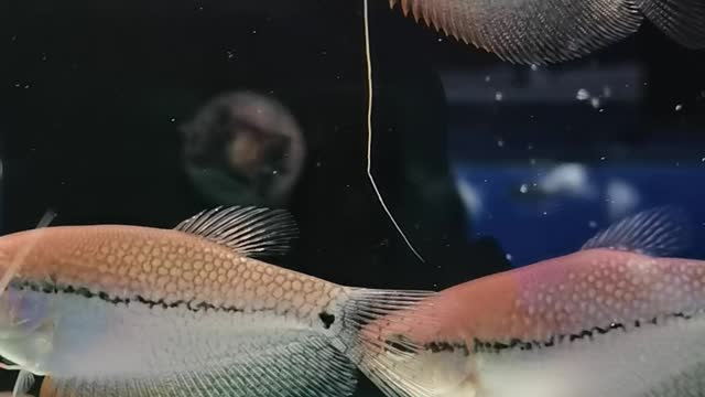 The fish has a long beard