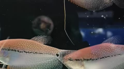 The fish has a long beard