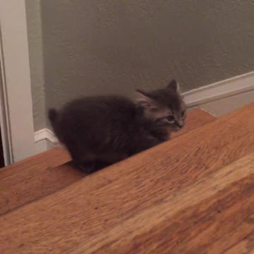 Gatitos juegan adorablemente en la escalera