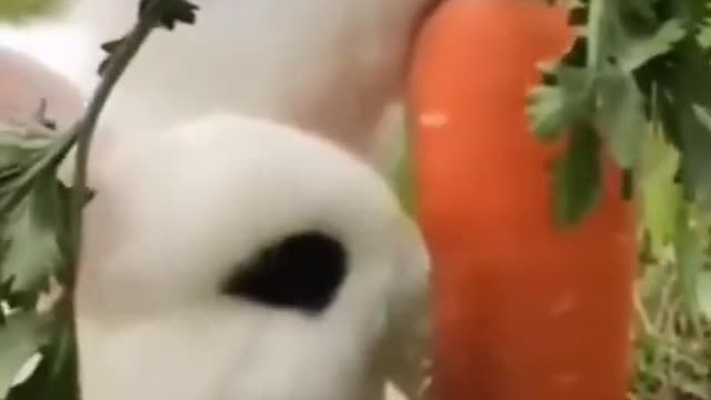 Cute animal video | cute Rabbit eating carrot