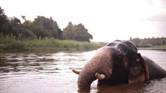 An Elephant Taking A Bath In The River