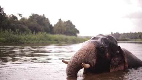 An Elephant Taking A Bath In The River