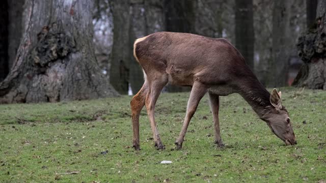 deer eating grass