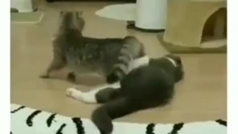 Funny cat