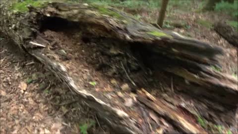 6-6-2018 - Rickett's Glen With Dad And Chipper