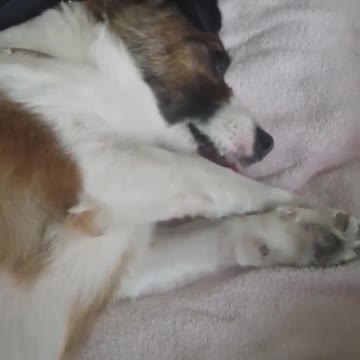 Perro confundido desarrolla técnicas para acicalarse como un gato