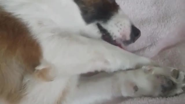 Perro confundido desarrolla técnicas para acicalarse como un gato