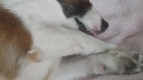 Perro confundido desarrolla técnicas para acicalarse como un gato