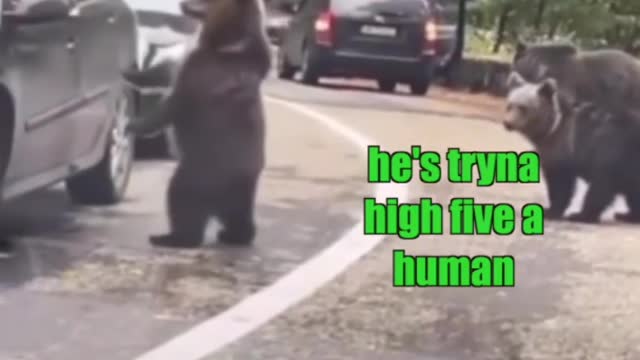 Funny Video Bear Talking, giving five to human