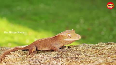 The Weirdest Lizard Video You've Never Seen Of