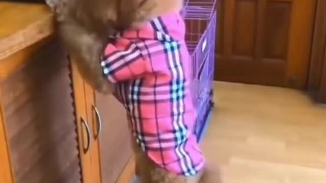 Amazing cute and smart dog step on small stool to get snack