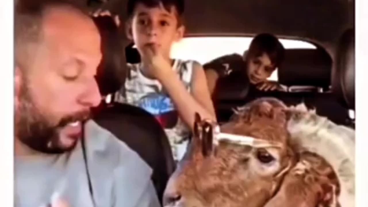 Goats live with cows