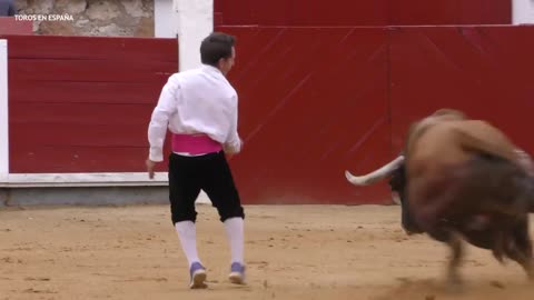 Bull Fighting#1