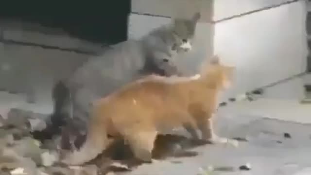 Cat fighting