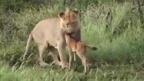 Loin playing with wildebeest baby.