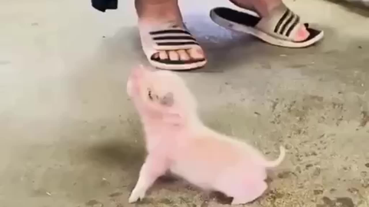 Feeding the little piglet so adorable