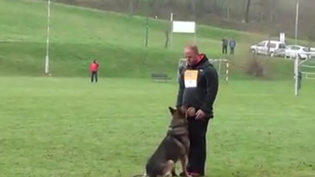 Best and super trained dog!! USA dog video #97#46#usa#