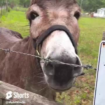 donkey joke #dogjokes #dadjoke #dogjoke