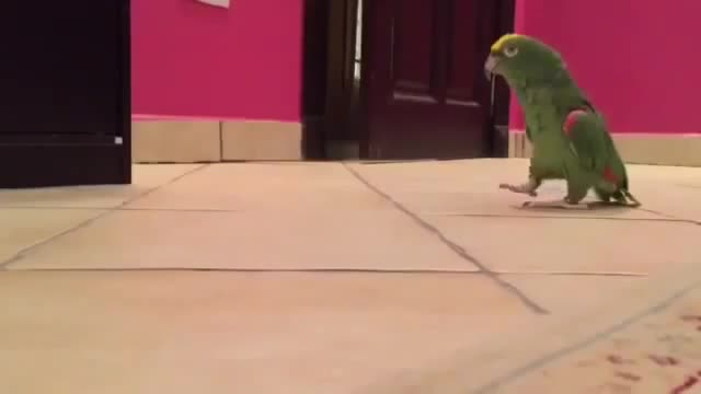 Parrot laughing at what happened to the cat