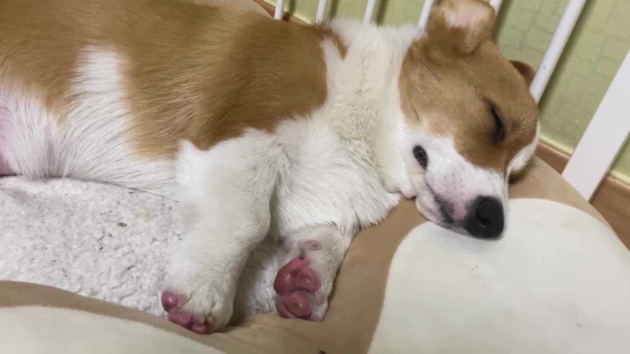 Snoring baby dog