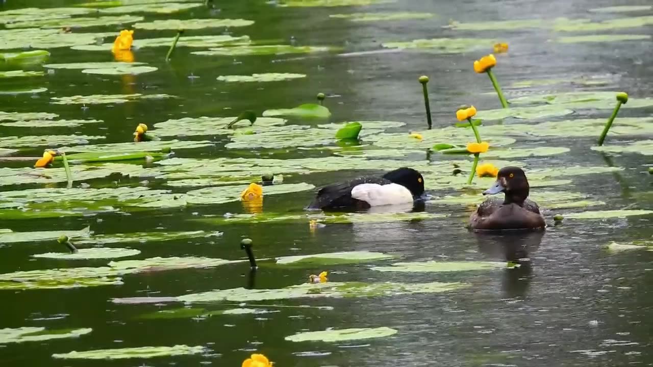 Enchanting Nature: A Journey Through Earth's Natural Wonders