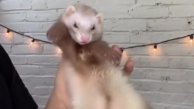 Ferret Dancing 😂 - Funny Animal Videos 2021 😂 #shorts