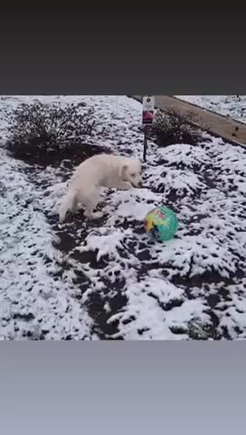 Cute Dog Playing Ball In The Snow