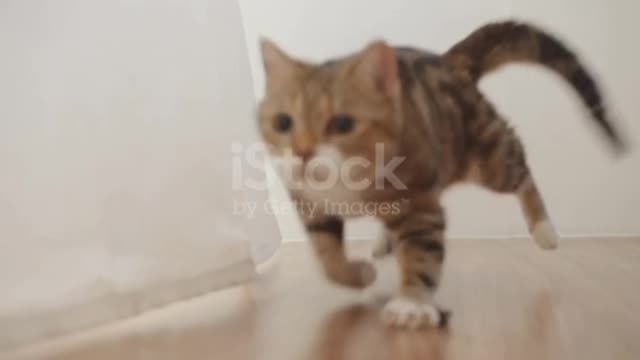 Cute cat in the curtains of window staring at something with surprising