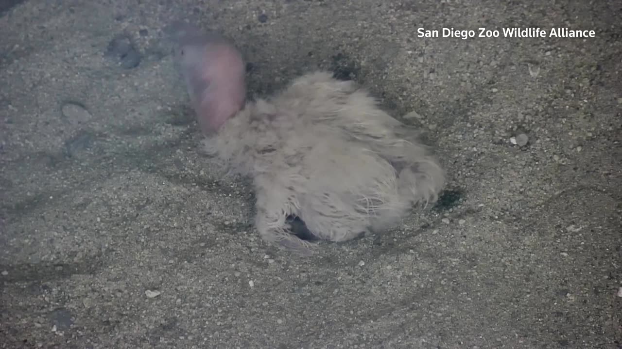 Zoo welcomes 250th endangered California condor