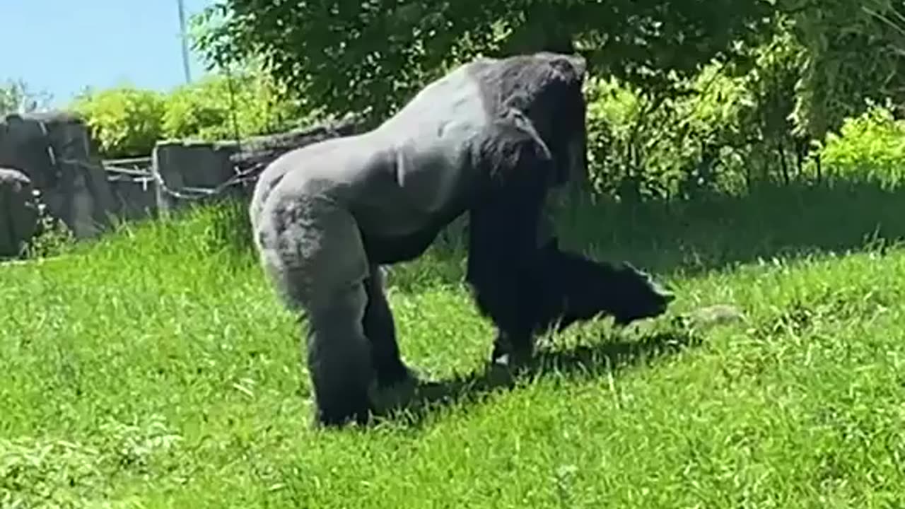 Gorilla petting a groundhog at my local zoo today