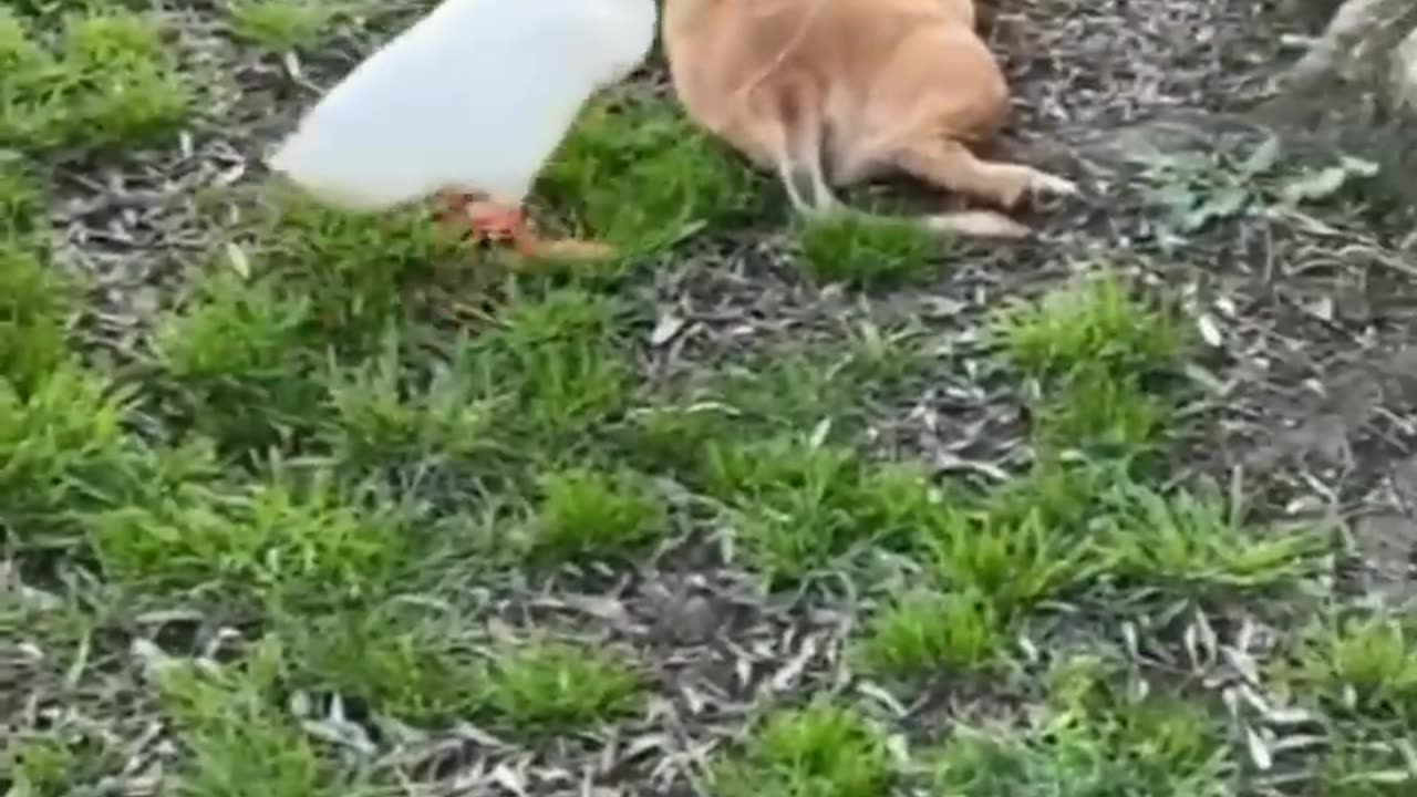 Funny animals 😄hub,funny animals club youtube, 🤣, funny animals dancing 💃😄, funny animals fighting 😄