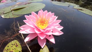 Water Lilly