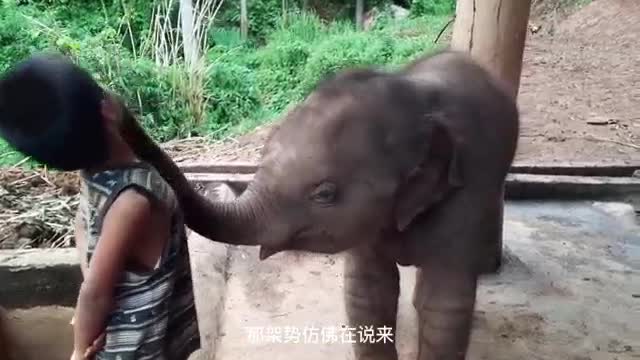 naughty baby elephant