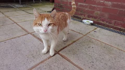 Loudest Meowing Cat In The World ?