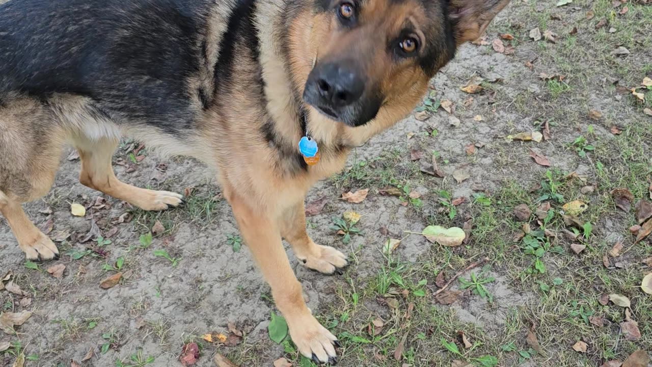 Talking to my german shepherd.